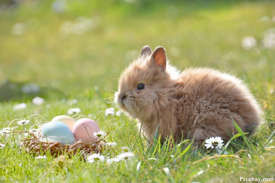 Wesołych Świąt Wielkanocnych