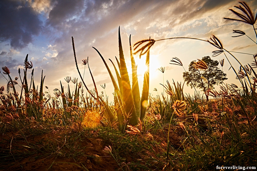 Dobroczynne właściwości aloesu